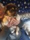 Chihuahua Puppies for sale in Fairbanks, AK 99712, USA. price: $400