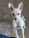 Chihuahua Puppies for sale in Woodbridge, VA 22192, USA. price: NA