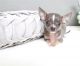 Chihuahua Puppies for sale in Florida St, San Francisco, CA, USA. price: NA