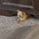 Chihuahua Puppies for sale in Tucson, AZ, USA. price: $40