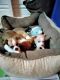 Chihuahua Puppies for sale in Ocala, FL, USA. price: $500