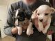 Chihuahua Puppies for sale in Las Vegas, NV 89107, USA. price: $180