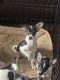 Chihuahua Puppies for sale in Athens, AL, USA. price: $100