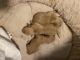 Chihuahua Puppies for sale in El Paso, TX, USA. price: $100