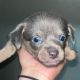 Chihuahua Puppies for sale in Hollywood, FL, USA. price: $850