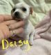 Chihuahua Puppies for sale in Manzanita, OR, USA. price: $1,000