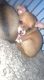 Chihuahua Puppies for sale in Newport News, VA, USA. price: NA