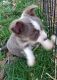 Chihuahua Puppies for sale in Tollesboro, KY 41189, USA. price: $800