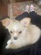 Chihuahua Puppies for sale in Huntsville, AL, USA. price: NA