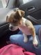 Chihuahua Puppies for sale in LaBelle, FL 33935, USA. price: NA