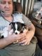 Chihuahua Puppies for sale in Marion, VA 24354, USA. price: NA