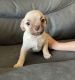 Chihuahua Puppies for sale in 7351 Obbligato Ln, San Antonio, TX 78266, USA. price: NA