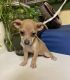 Chihuahua Puppies for sale in Waianae, HI 96792, USA. price: $300