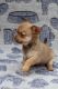 Chihuahua Puppies for sale in Orlando, FL, USA. price: $700