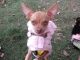 Chihuahua Puppies for sale in Peoria, AZ, USA. price: $350