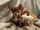 Chihuahua Puppies for sale in Auburn, WA, USA. price: NA