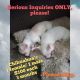 Chihuahua Puppies for sale in Pekin, IL, USA. price: $100