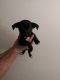 Chihuahua Puppies for sale in Gresham, OR, USA. price: $375
