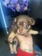 Chihuahua Puppies for sale in Hollywood, FL, USA. price: $950