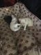 Chihuahua Puppies for sale in Wichita Falls, TX, USA. price: $100