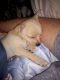 Chihuahua Puppies for sale in Tacoma, WA, USA. price: $400