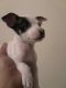Chihuahua Puppies for sale in Lebanon, PA, USA. price: NA