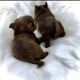 Chihuahua Puppies for sale in Cascade, MT 59421, USA. price: $1,000