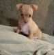 Chihuahua Puppies for sale in Taunton, MA, USA. price: NA