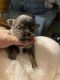 Chihuahua Puppies for sale in Red Bluff, CA 96080, USA. price: $3,450