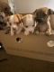 Chihuahua Puppies for sale in Longview, TX, USA. price: $150