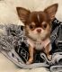 Chihuahua Puppies for sale in Toronto, ON, Canada. price: NA