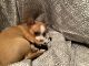 Chihuahua Puppies for sale in Auburn, WA, USA. price: $2,500