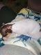 Chihuahua Puppies for sale in 153 Blue Beard Dr, North Fort Myers, FL 33917, USA. price: $300