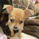 Chihuahua Puppies for sale in Baton Rouge, LA, USA. price: $700