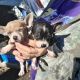 Chihuahua Puppies for sale in Bosque County, TX, USA. price: $150