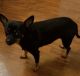 Chihuahua Puppies for sale in Little Rock, AR, USA. price: $200