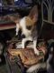 Chihuahua Puppies for sale in Anderson, SC, USA. price: $500