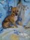Chihuahua Puppies for sale in Sacramento, CA, USA. price: $300
