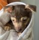 Chihuahua Puppies for sale in Round Rock, TX, USA. price: $400