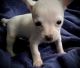 Chihuahua Puppies for sale in Lebanon, NJ 08833, USA. price: $1,000