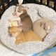Chihuahua Puppies for sale in Baton Rouge, LA, USA. price: $600