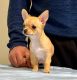 Chihuahua Puppies for sale in Dayton, NJ 08810, USA. price: NA