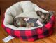 Chihuahua Puppies for sale in Plainview, NY 11803, USA. price: $750