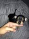 Chihuahua Puppies for sale in Homestead, FL, USA. price: $500