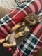 Chihuahua Puppies for sale in Hollywood, FL, USA. price: $800