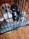 Chihuahua Puppies for sale in Houston, TX 77039, USA. price: $200