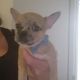 Chihuahua Puppies for sale in Fort Myers, FL, USA. price: NA