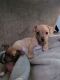 Chihuahua Puppies for sale in Taunton, MA, USA. price: $820
