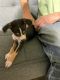 Chihuahua Puppies for sale in Opelika, AL, USA. price: $200