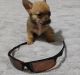 Chihuahua Puppies for sale in Hollywood, FL, USA. price: $900